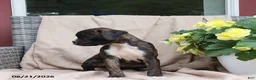 Boxer dogs for sale: Stella - Ad 10