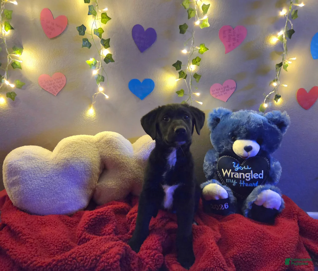 Mixed Breed dogs for sale: Baby Blue - Ad 2