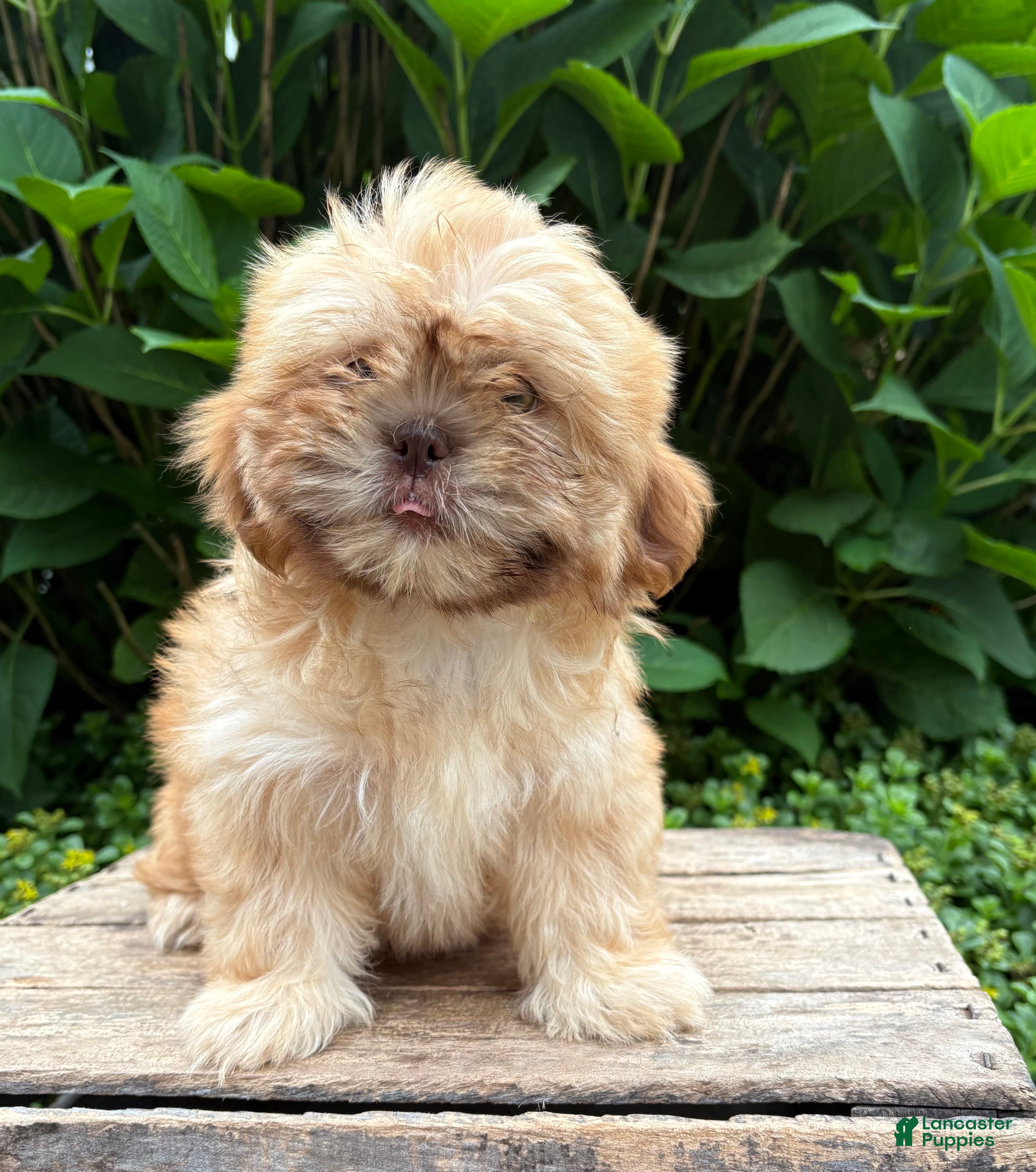 Shih Tzu dogs Java - Ad 2