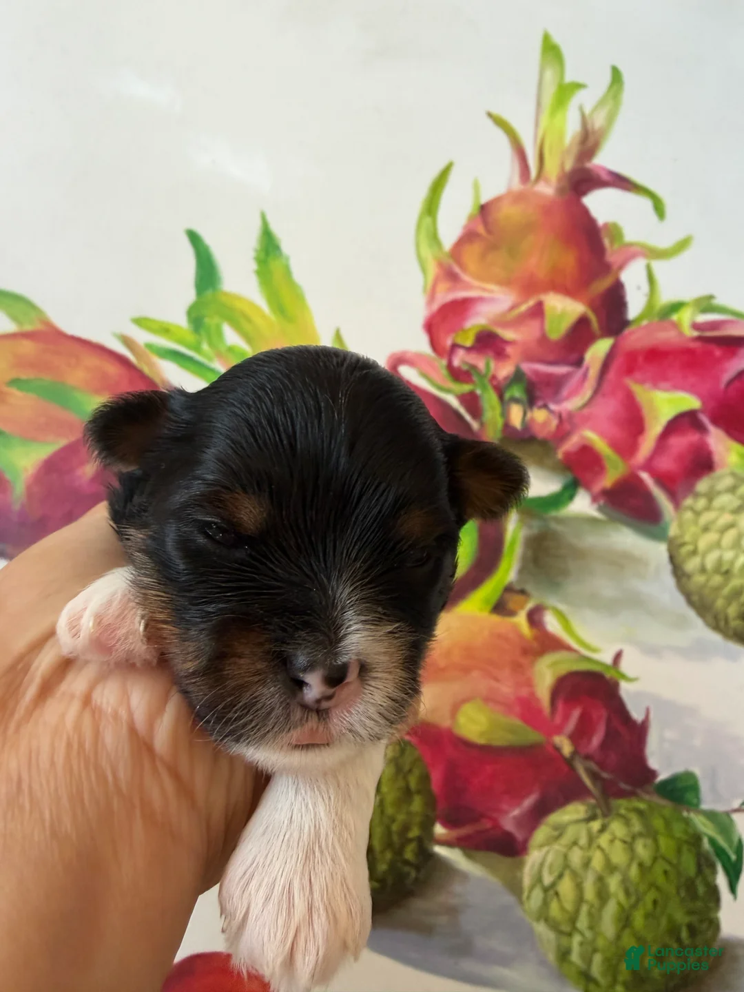 Biewer Terrier dogs for sale: Biewer Terrier. DIVA - Ad 2