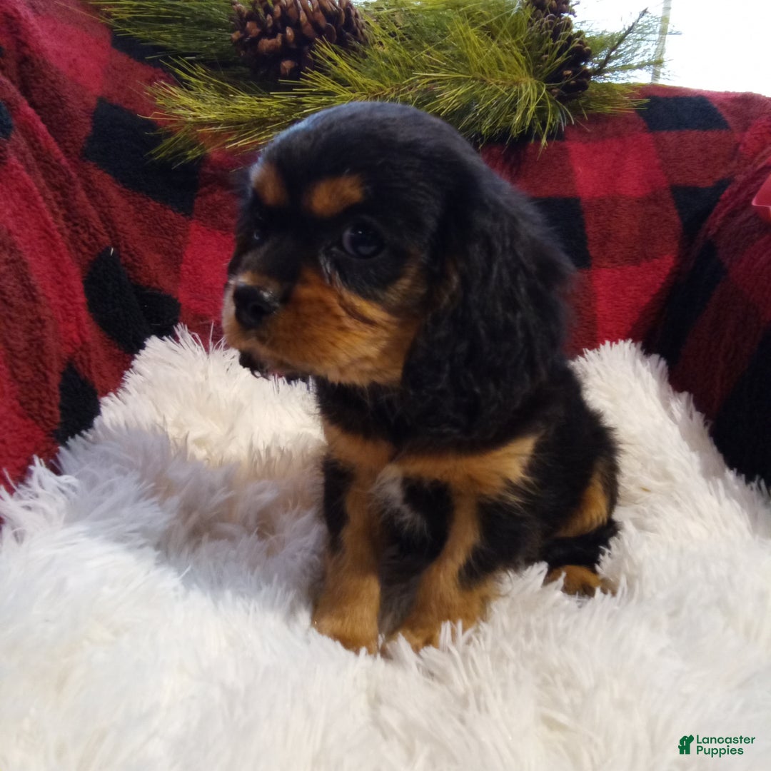 Cavalier King Charles Spaniel dogs for sale: Theo - Ad 7