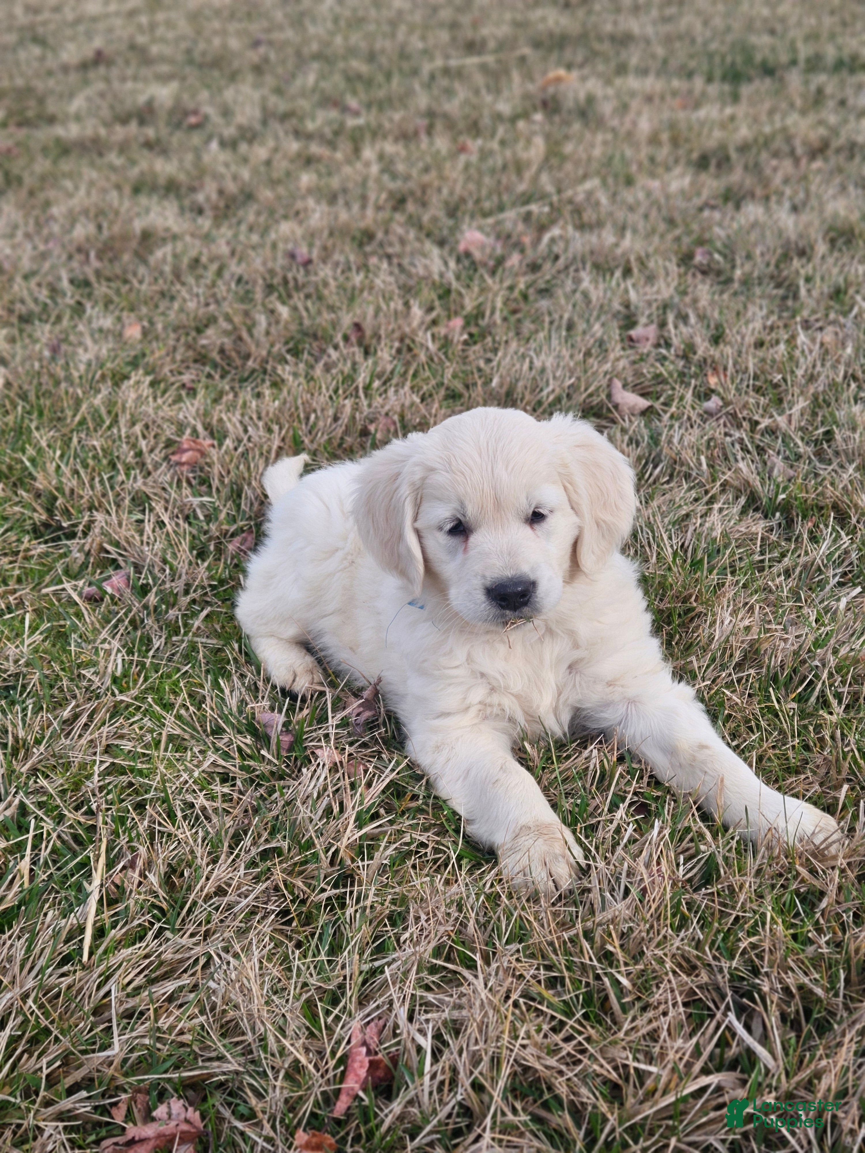 Golden Retriever dogs Reba - Ad 1