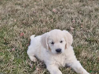 Golden Retriever dogs for sale: Reba - Ad 1