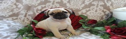 Pug dogs for sale: Casey - Ad 9