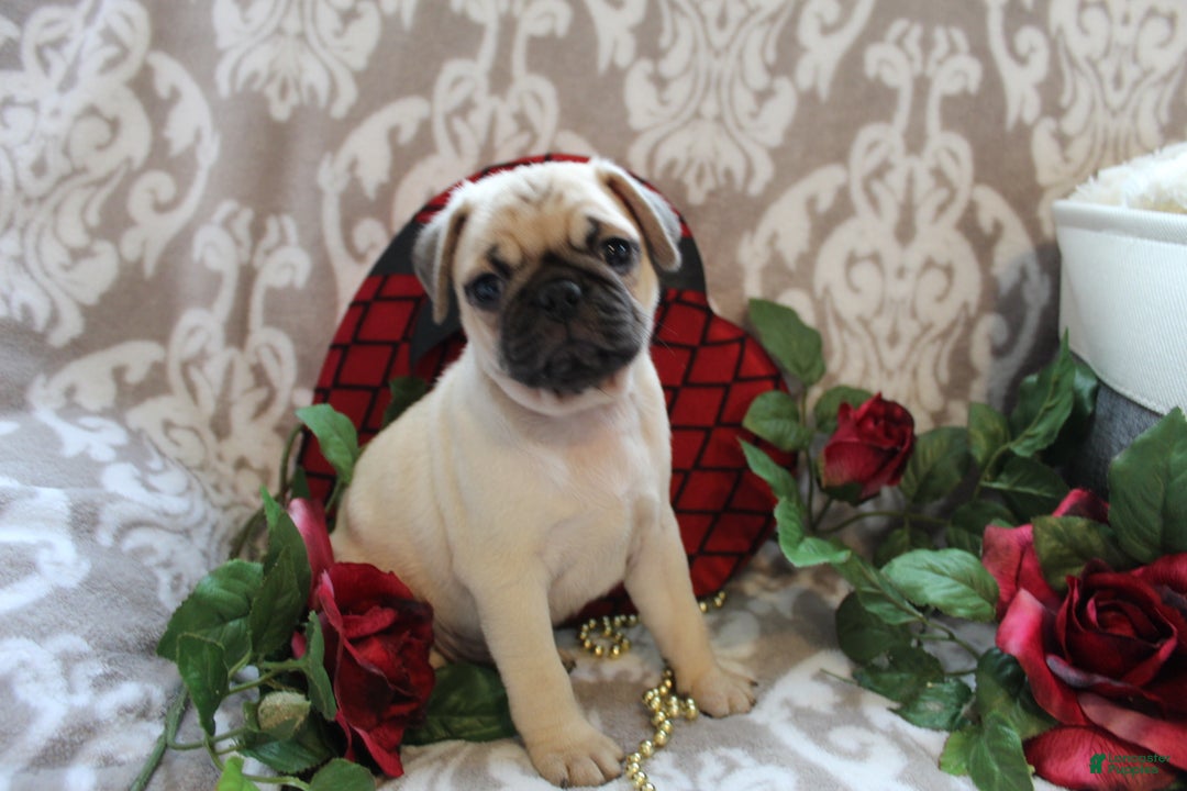 Pug dogs for sale: Casey - Ad 9