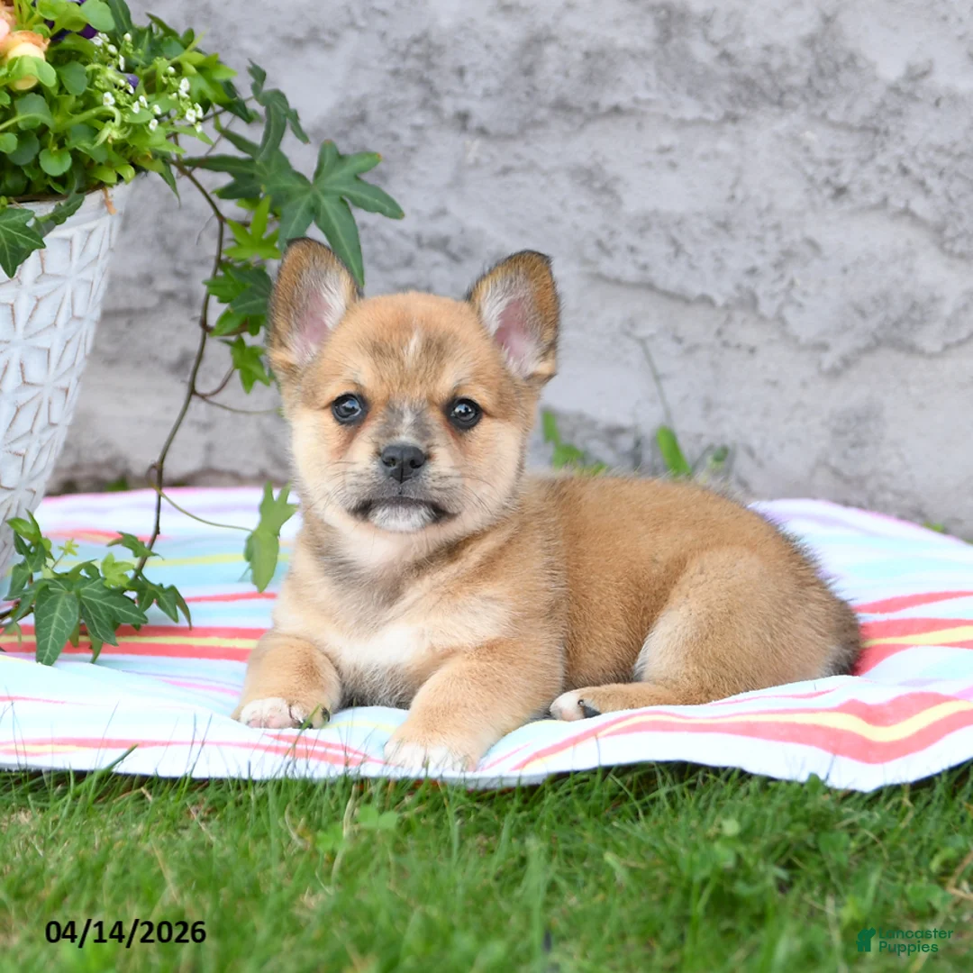 Mixed Breed dogs for sale: Leo - Ad 2