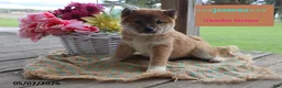 Shiba Inu dogs for sale: Jessena - Ad 4