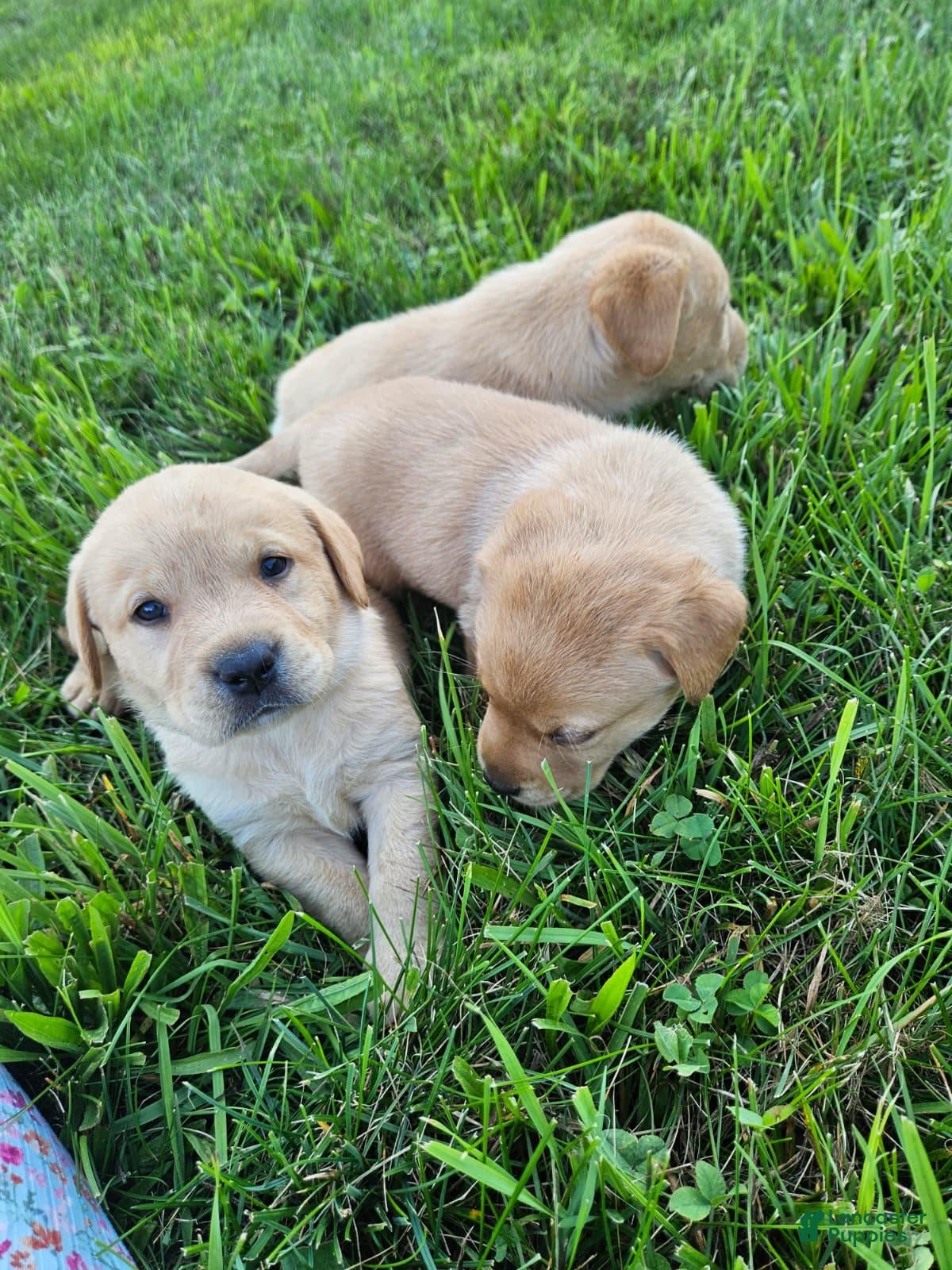 Labrador Retriever dogs Jack - Ad 2