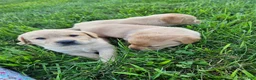 Labrador Retriever dogs for sale: Jack - Ad 2
