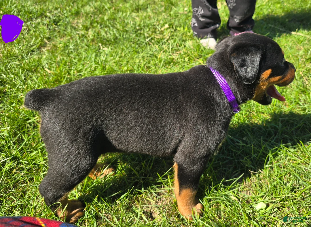 Rottweiler dogs for sale: Rottweiler purple collar female  - Ad 2