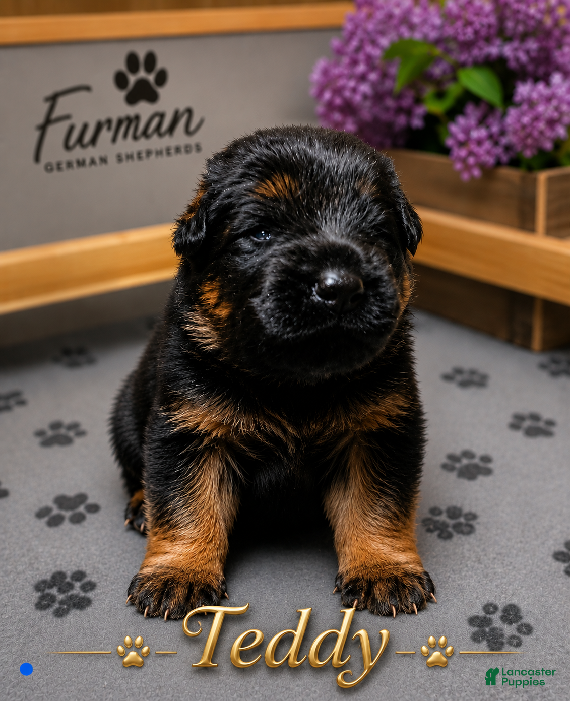 German Shepherd dogs German Shepherd 4 - Ad 30