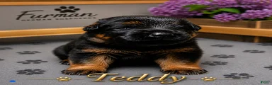 German Shepherd 4