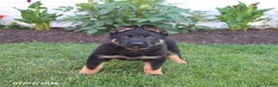 German Shepherd dogs for sale: Sailor - Ad 4