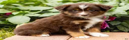 Miniature Australian Shepherd dogs for sale: Kayla - Ad 3
