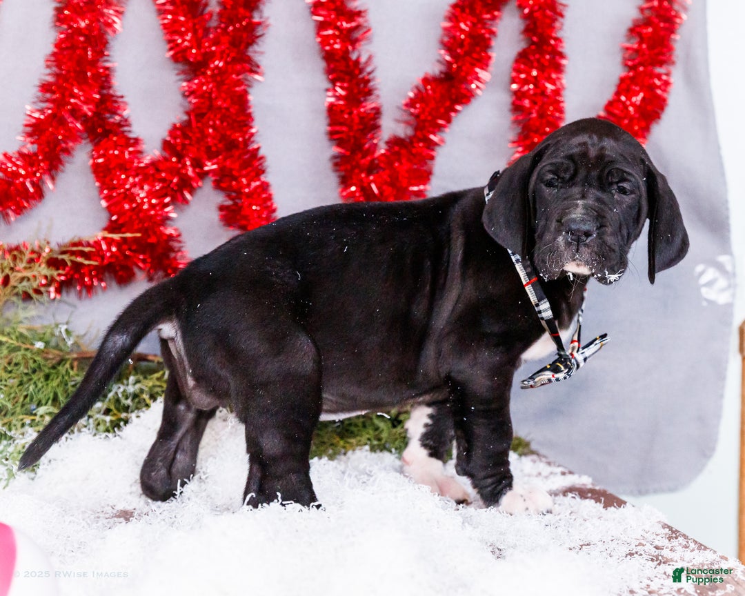 Great Dane dogs for sale: Noel - Ad 4