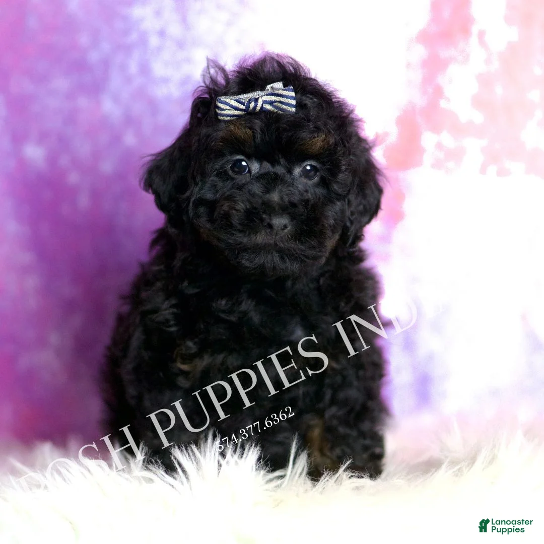 Standard Poodle dogs for sale: Frosty - Ad 2