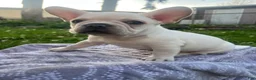 French Bulldog dogs for sale: French Bulldog Puppy 1 - Ad 4