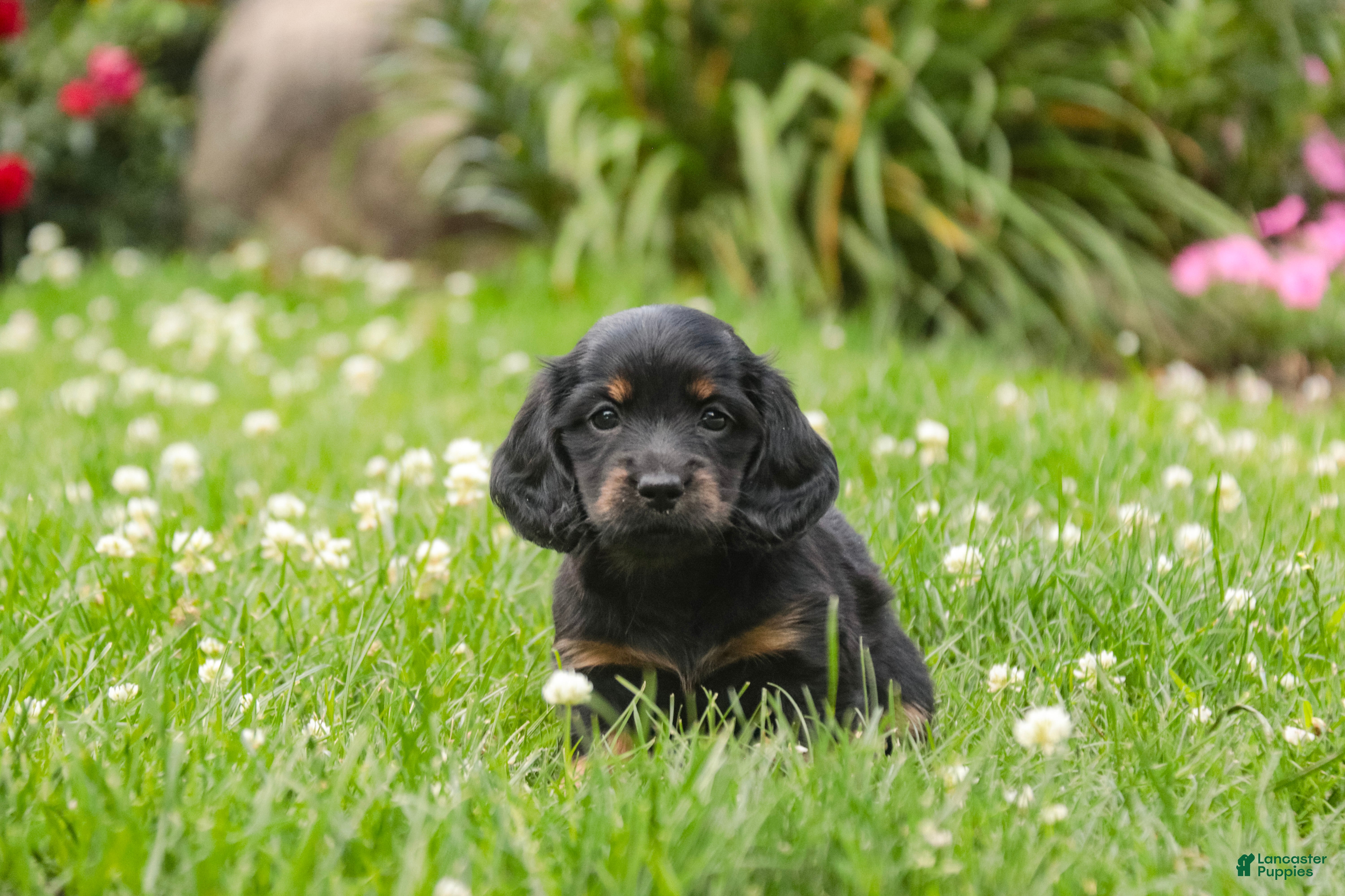 Miniature Dachshund dogs Adalyn Miniature Dachshund  - Ad 2