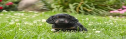 Miniature Dachshund dogs for sale: Adalyn Miniature Dachshund  - Ad 2