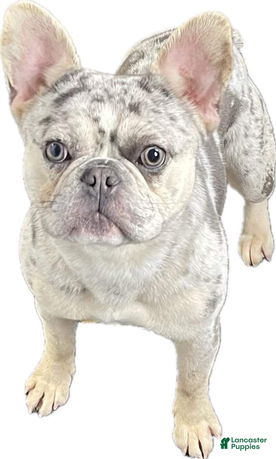 French Bulldog dogs for sale: French Bulldog Puppy 2 - Ad 7