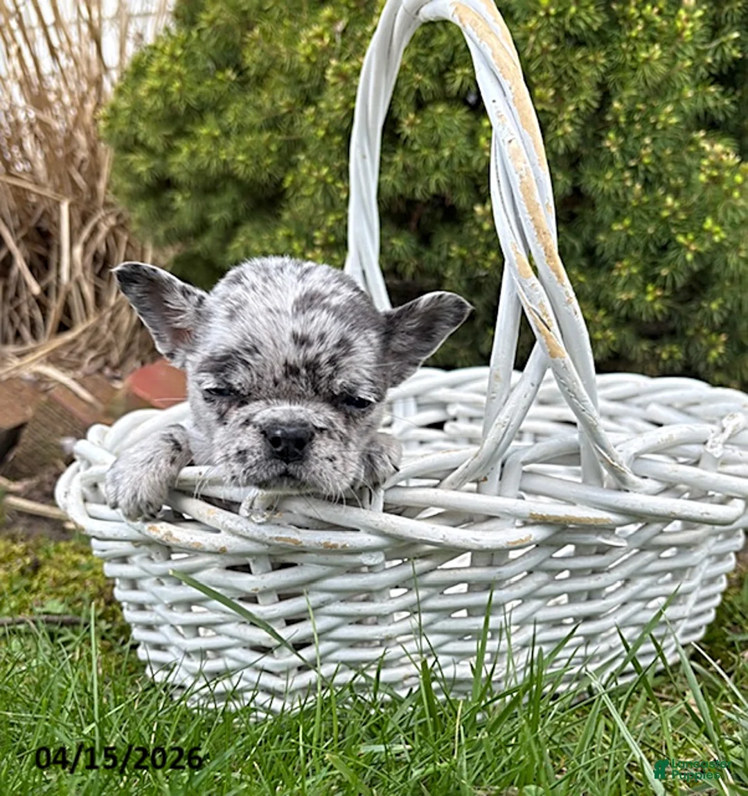 French Bulldog dogs for sale: Gia - Ad 2