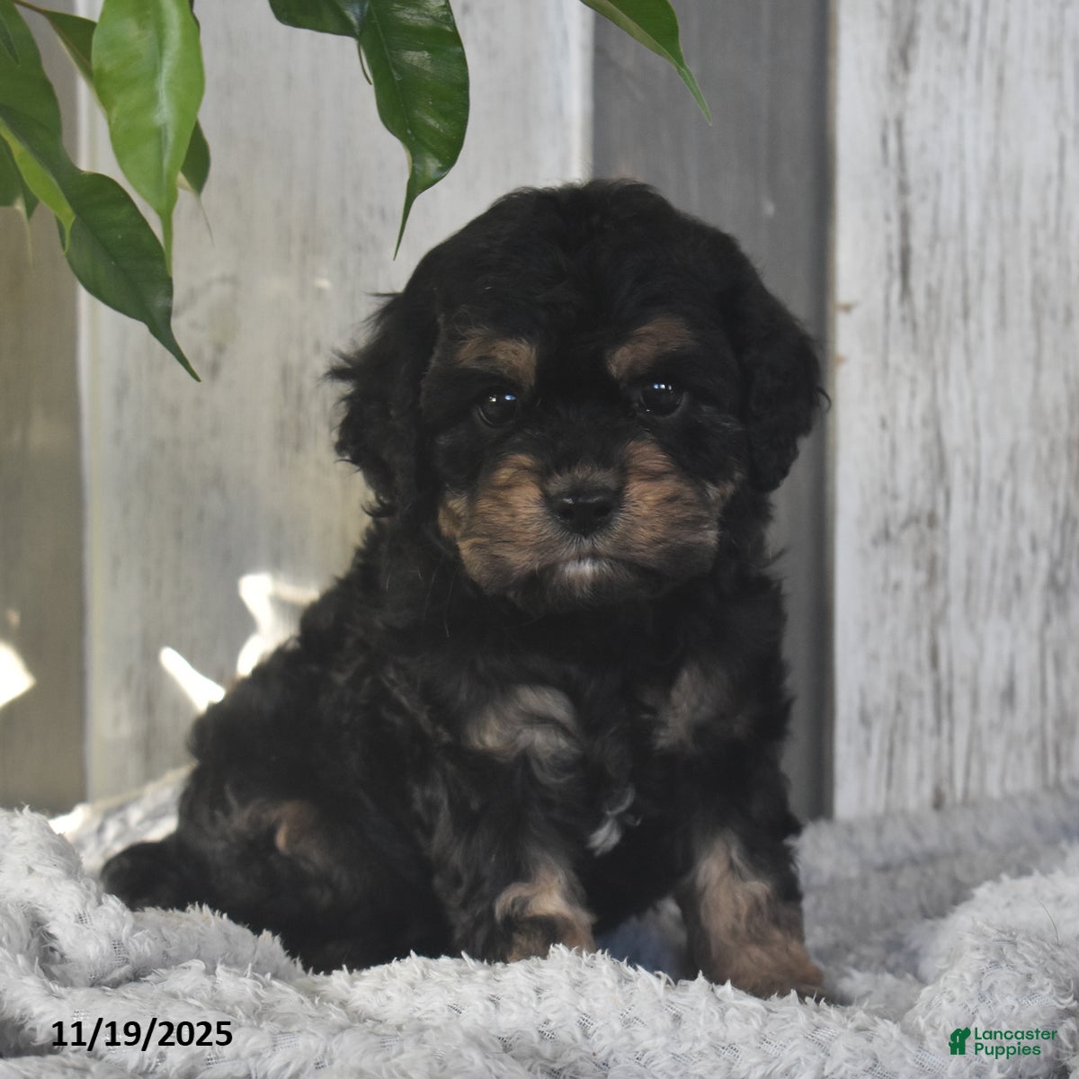 Cavapoo dogs Jacky - Ad 13