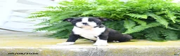 Boston Terrier dogs for sale: Oreo  - Ad 1