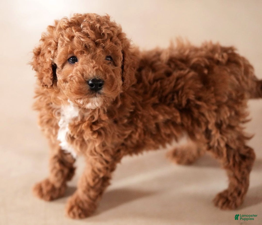Mini Goldendoodle dogs for sale: Jay - Ad 3