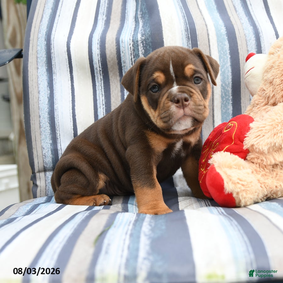 Olde English Bulldogge dogs for sale: Poncho - Ad 4