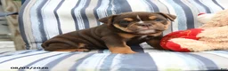 Olde English Bulldogge dogs for sale: Poncho - Ad 1