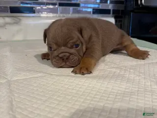 English Bulldog dogs Lilac full suit female - Ad 39