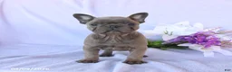 Frenchton dogs for sale: Ava  - Ad 2