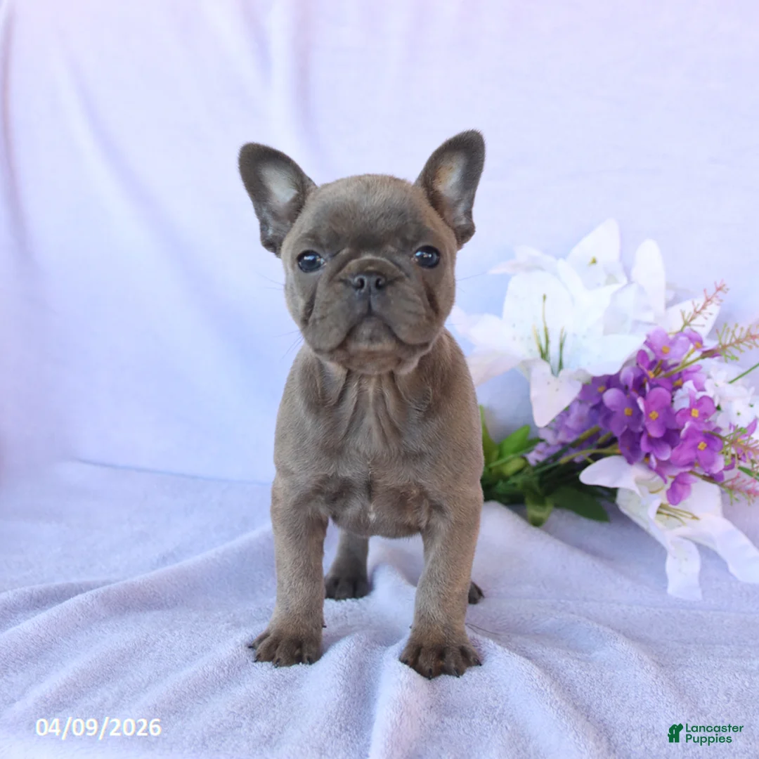 Frenchton dogs for sale: Ava  - Ad 2