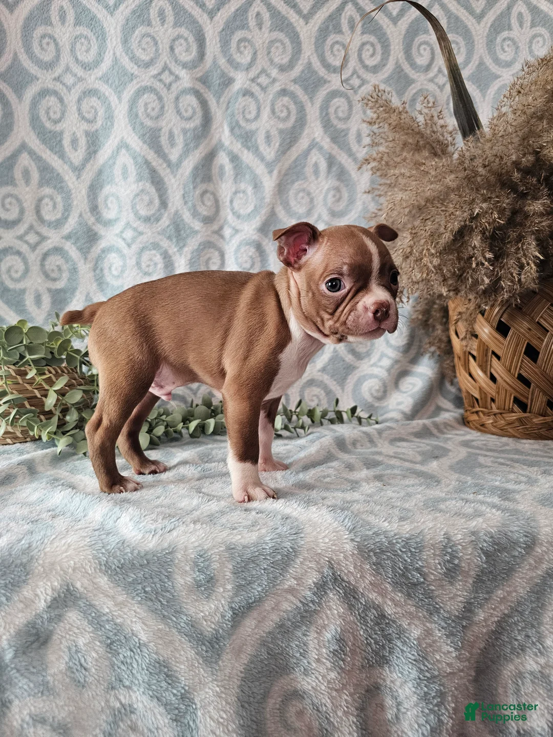 Boston Terrier dogs for sale: Jasper - Ad 7