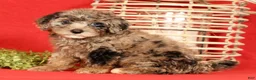 Miniature Poodle dogs for sale: Maverick - Ad 3