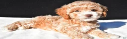 Maltipoo dogs for sale: Piper - Ad 5