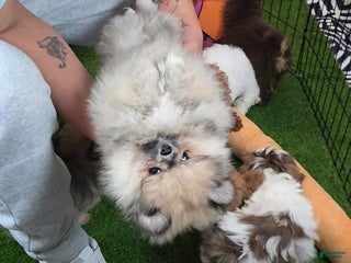 Pomeranian dogs chuty - Ad 3