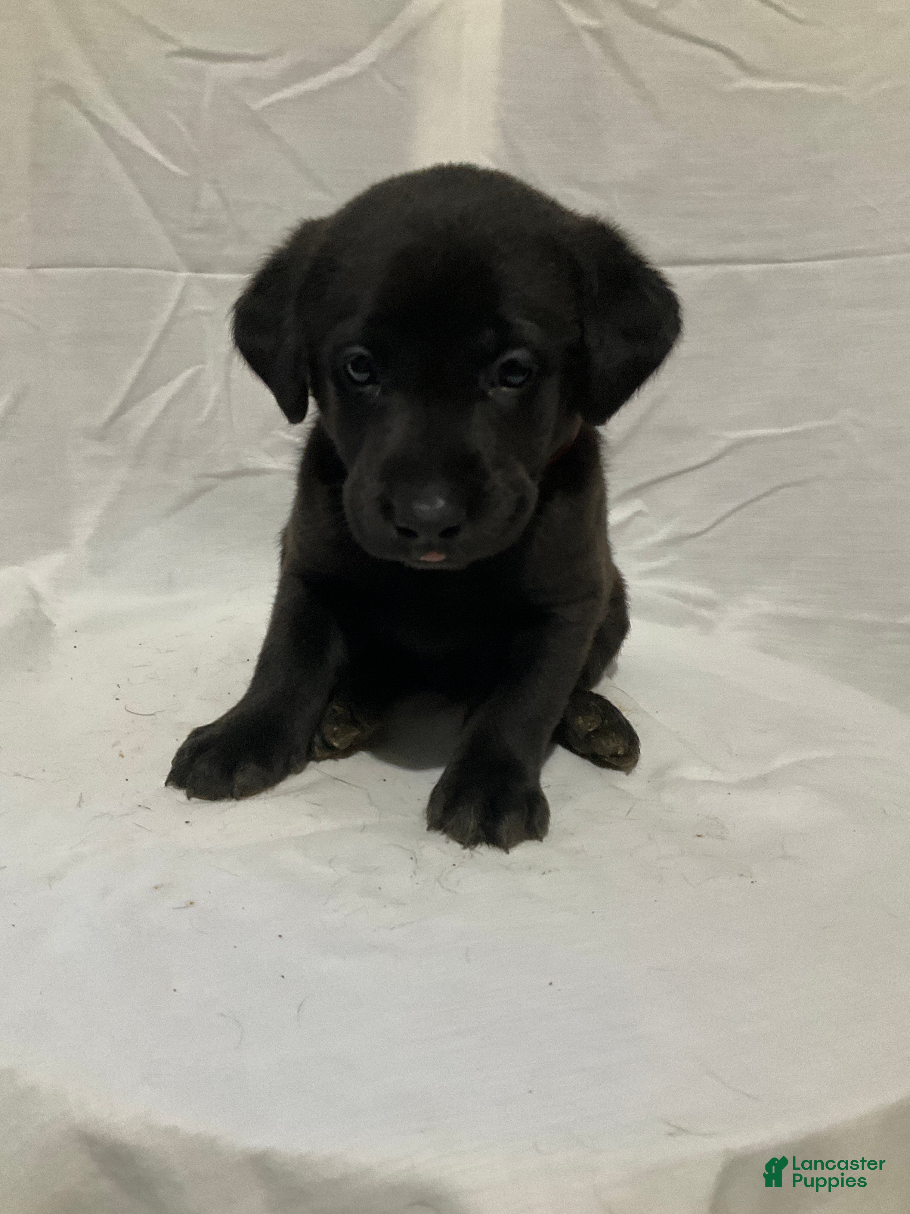 Labrador Retriever dogs Charlie - Ad 18