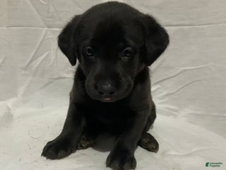 Labrador Retriever dogs Charlie - Ad 41