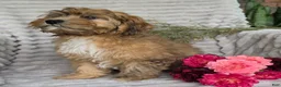 Shihpoo dogs for sale: Mayson - Ad 3