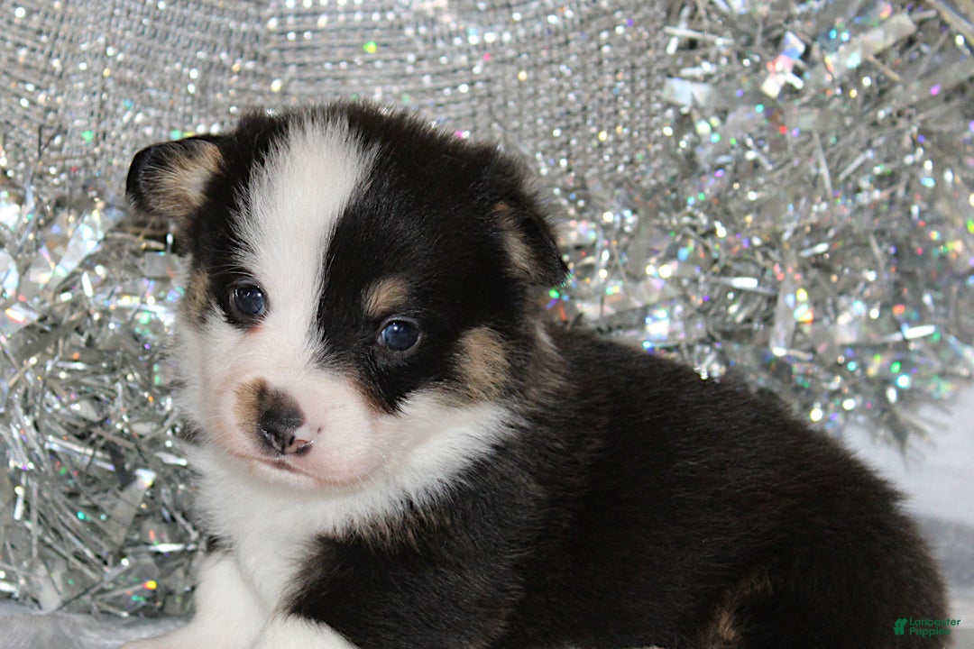 Welsh Corgi Pembroke dogs for sale: OFA Parents Farley - Ad 2