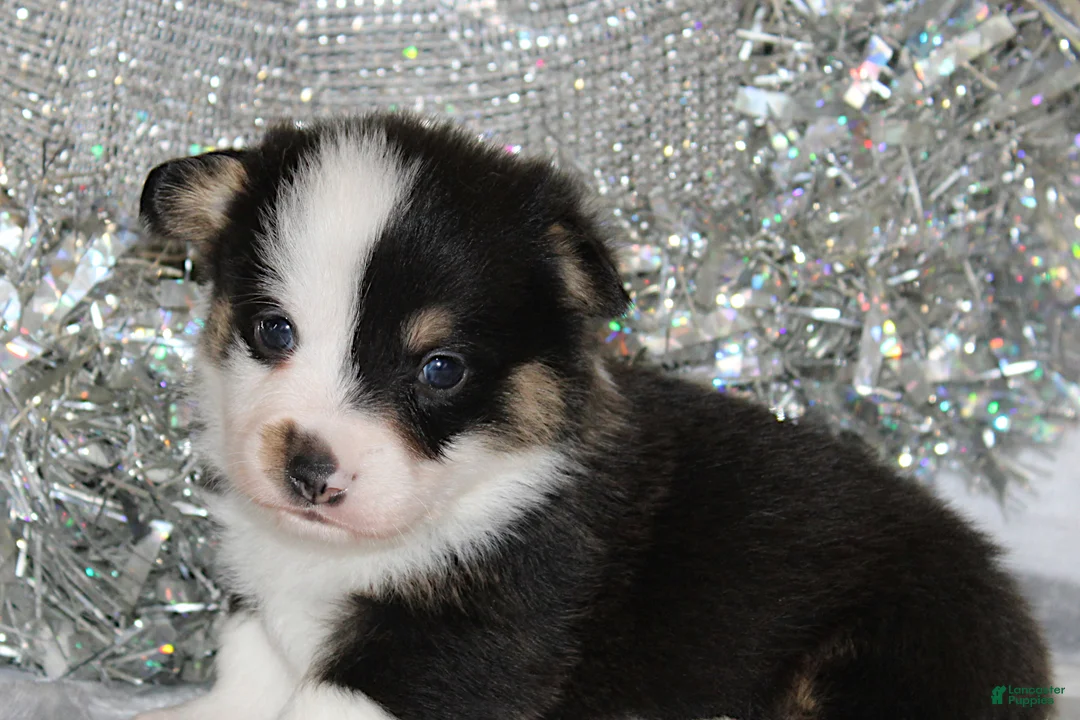 Welsh Corgi Pembroke dogs for sale: Carlotta - Ad 17