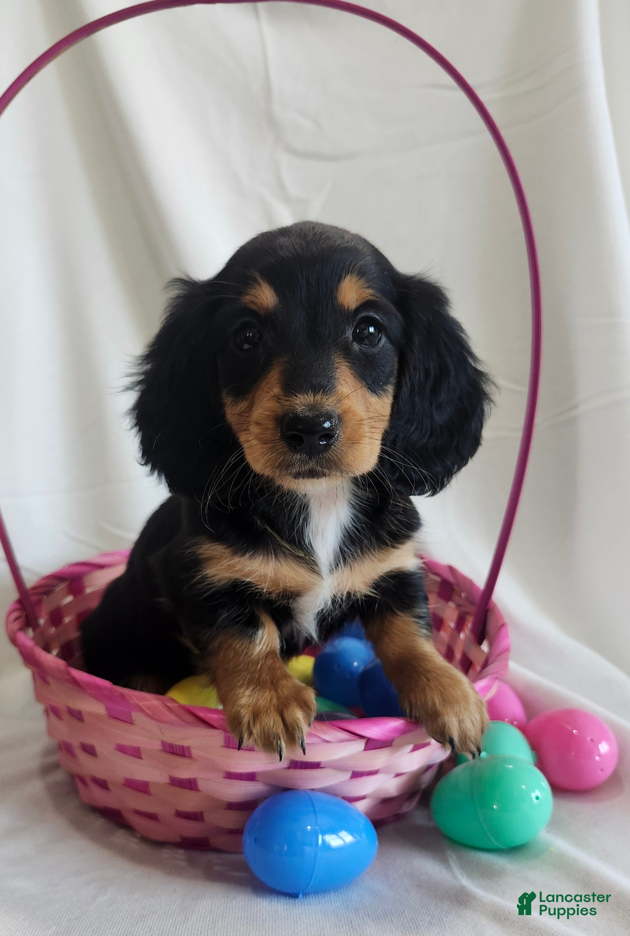 Miniature Dachshund dogs for sale: Leah  - Ad 4