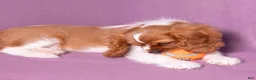 Cavalier King Charles Spaniel dogs for sale: Oswald - Ad 6