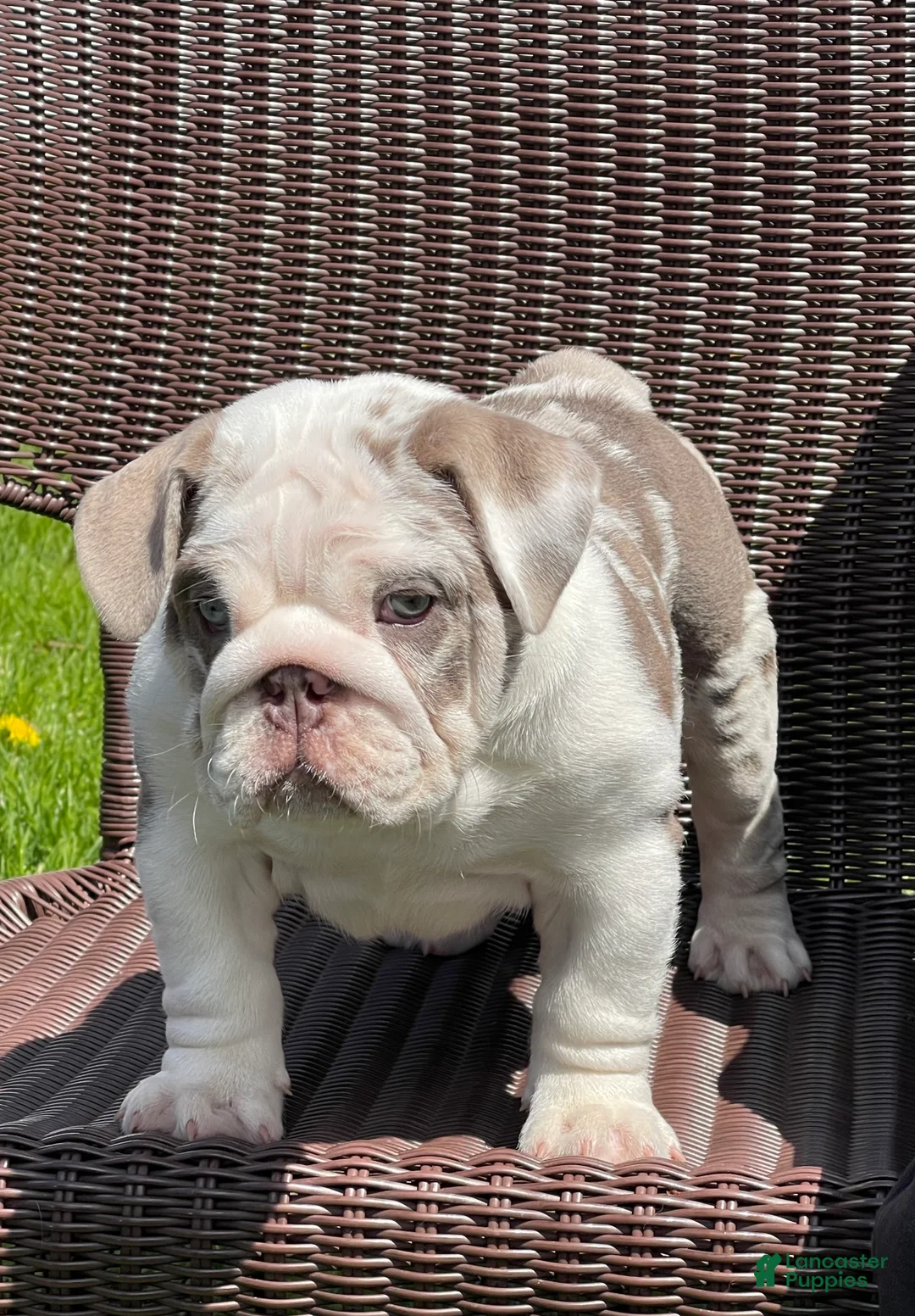 English Bulldog dogs for sale:   Faith - Ad 1