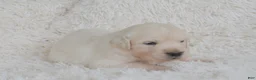Golden Retriever dogs for sale: Bianca - Ad 2