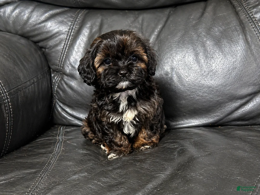 Cavapoo dogs for sale: Ava - Ad 2