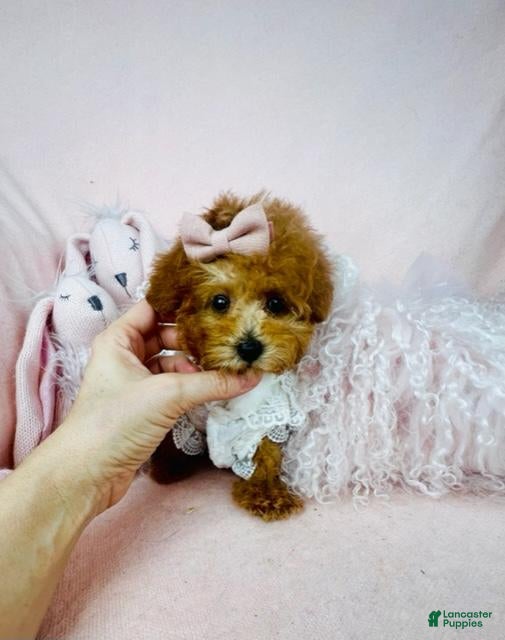 Toy Poodle dogs Poodle Puppy - Ad 21