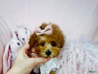 Toy Poodle dogs Poodle Puppy - Ad 28