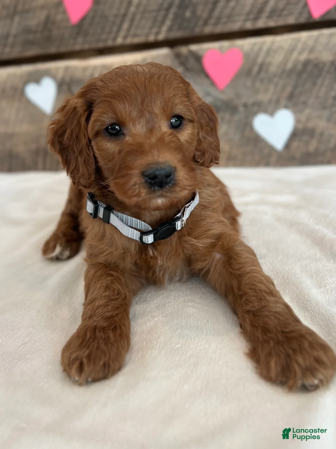 Irish Doodle dogs for sale: Poppy - Ad 10